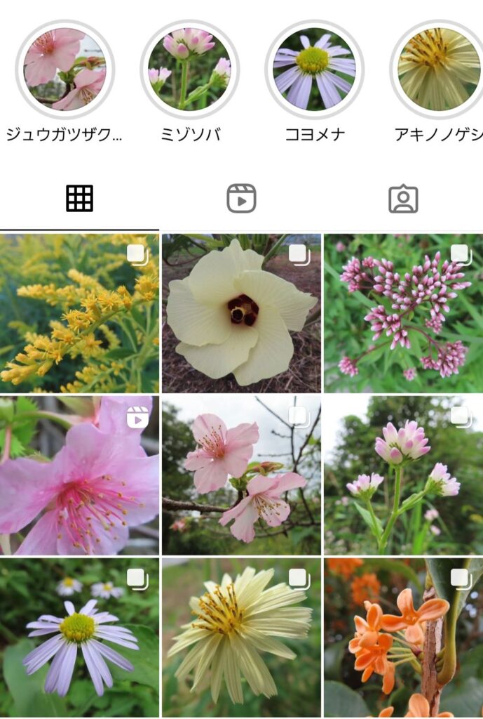 Instagramの投稿写真一覧